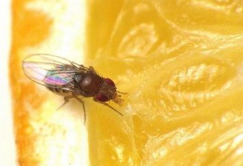 Como se livrar de moscas da fruta: a formas seguras e eficazes