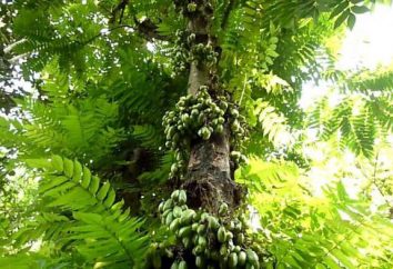 Gurkenbaum – Beschreibung, Arten, Sorgfalt und Anbau