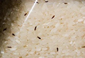 Wie wird man in der Küche der Reismehlkäfer los: Effektive Methoden und Empfehlungen