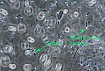 ¿Cuál es el papel de las esporas de las bacterias en la vida? El mecanismo de auto conservación
