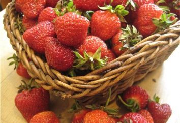 Wie die Erdbeeren von Vögeln zu schützen: die besten Möglichkeiten,
