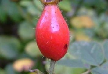 Les propriétés médicinales des racines de roses sauvages et leur application