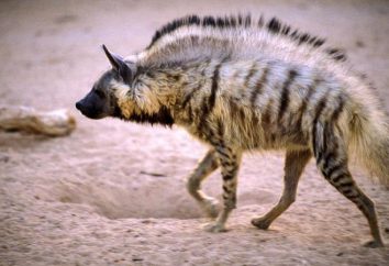 Streifenhyäne. Interessante Fakten über die gestreiften Hyäne