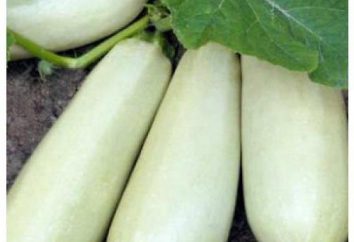 Noi cresciamo zucchine. zucchine Beloplodnye – descrizione della varietà, la coltivazione, recensioni
