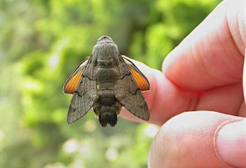 Colibri-faucon papillon – insecte « oiseau-mouche »