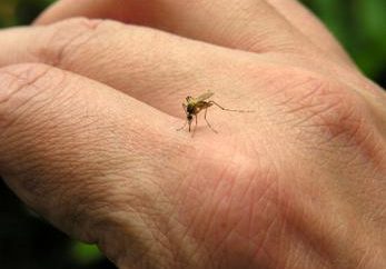 Como para aliviar picadas de mosquito em crianças?