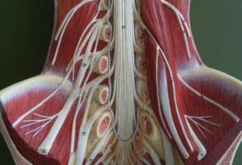 Anatomy: splot lędźwiowy i jego oddziałów