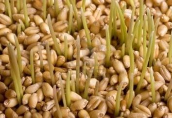 Germe di grano: un vero e proprio dono della natura