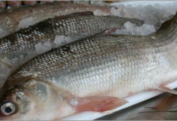 producto Útil – huevas de pescado blanco