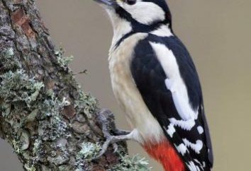 Woodpecker aves migratórias ou não? Estamos procurando a resposta a estas e outras questões