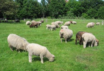 Sheep business plan di allevamento. pastorizia come un business da "A" a "Z"