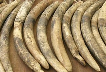 Kości Słoniowej – to jaki kolor? ta kość słoniowa
