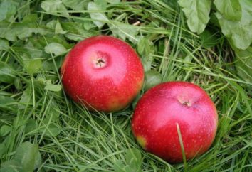 Colonnare melo Ostankino: descrizione, la coltivazione e la cura