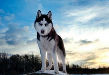 Huskies – la natura, la storia, educazione