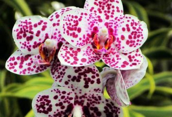 Mini Phalaenopsisorchideen zu Hause: Eigenschaften der Anbau, die Pflege und Bewertungen