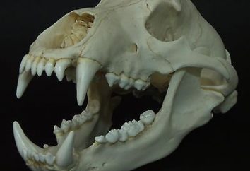 Orso cranio. trofei di caccia
