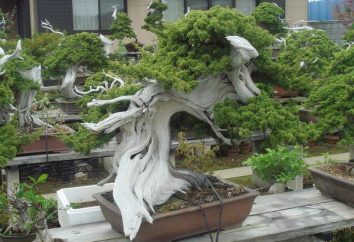 O que é bonsai? Como cultivar uma árvore em miniatura em casa?