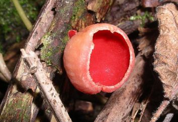 Marsupial mushroom: opis, znaki