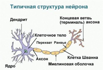 Zahamowanie ośrodkowego układu nerwowego: rodzaje, wartość mechanizm