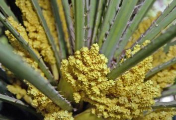 El polen de palma: opiniones, aplicaciones, características, uso