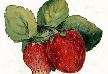 Wie man eine realistische und dekorative Erdbeere zieht