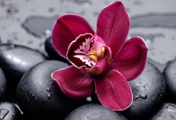 Orchidea: la frequenza con cui l'acqua, come prendersi cura? orchidee al chiuso