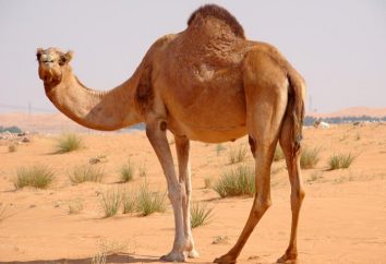 Perché il sogno di cammelli e cavalli?