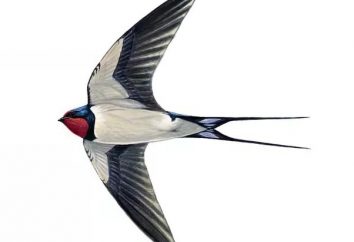 Swallow-killer: descripción y fotos