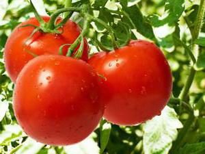 Pomidory Prezenty Zavolzhie: zdjęcie, opis marki, opinie