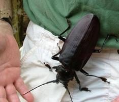 Największy chrząszcz na świecie – zagadka natury!
