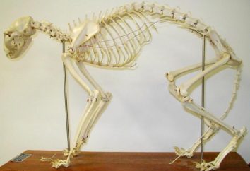 Jaki jest szkielet kotów