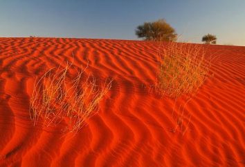 désert Tropical: Caractéristiques générales; les plus brillants représentants