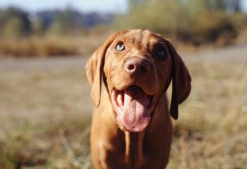 Brodawczaków u psów: rodzaje, leczenie