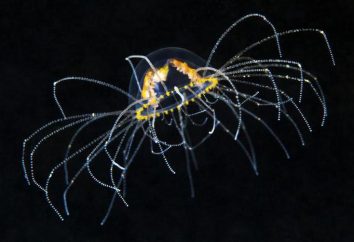 Vertens Gonionemus: descripción, fotos. Qué hacer si la picadura de una medusa-Araneus?