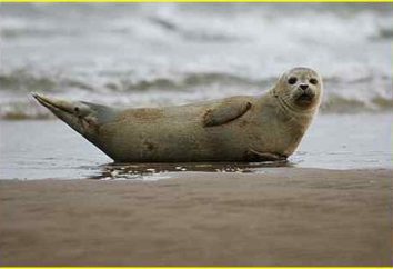 espécies de focas. Quantas espécies de focas lá