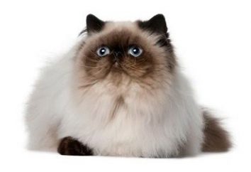 Color-persa punto – linda e inteligente raza de gatos