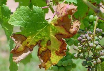 Winogrona: szkodniki i ich kontrola