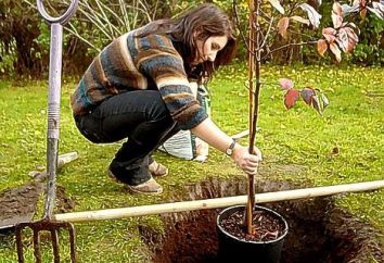 Come piantare un albero di mele in autunno? I nostri consigli e trucchi vi aiuteranno a godere della raccolta delle mele domestico di massa!