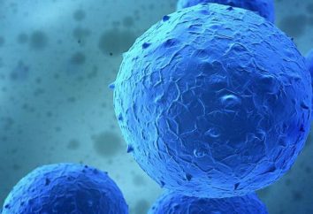 Terapia con cellule staminali: caratteristiche e l'efficacia