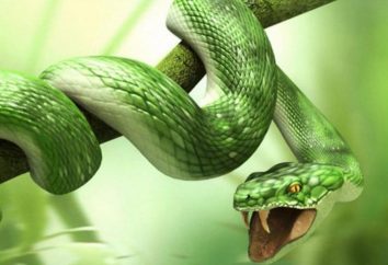 Perché il sogno di un uomo serpente? Il significato e l'interpretazione del sogno
