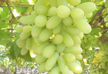 The Grapes a lungo atteso – l'opzione migliore per clima temperato