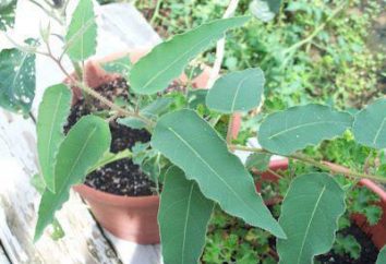 Indoor cytryna eukaliptusa: opis, cechy uprawy w domu