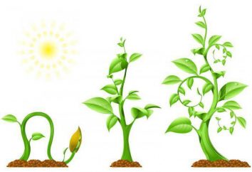 Raizes-Linga: exemplos de plantas