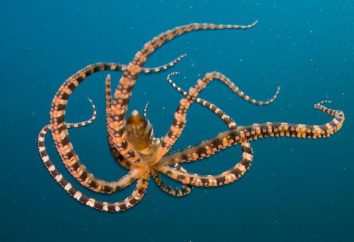 Octopus – niesamowite połacie morza mieszkańca