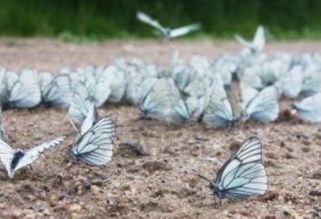 Hawthorn – farfalla bianca con vene nere