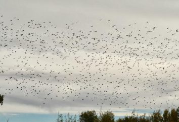Ciò che gli uccelli volano verso sud in autunno? Impariamo!