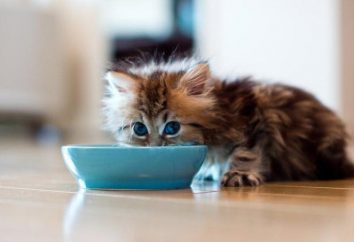 "Animonda": comida para gatos. La composición de especies, comentarios