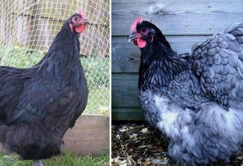 Hen Orpington: cría, revisiones. Orpington – raza de pollos