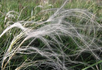 Feather grass – trawa łąka