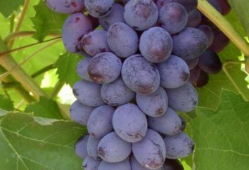 Winogrona Jupiter: typowe, sadzenie, pielęgnacja